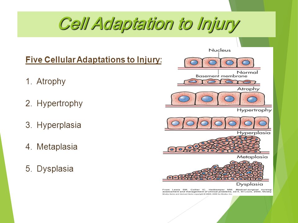 Cellular adaptation